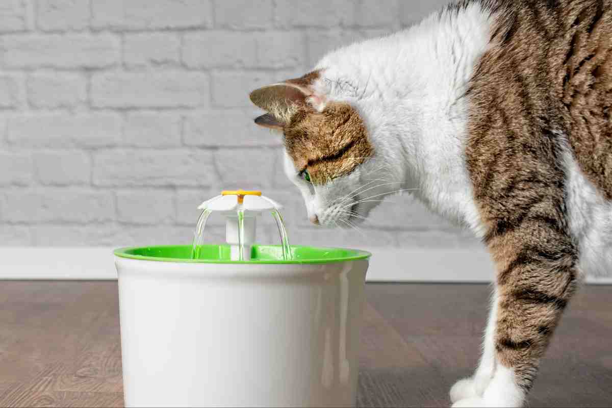 Gatto beve acqua