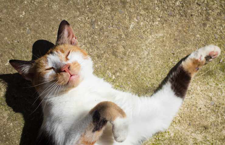 gatto rimedi contro il caldo