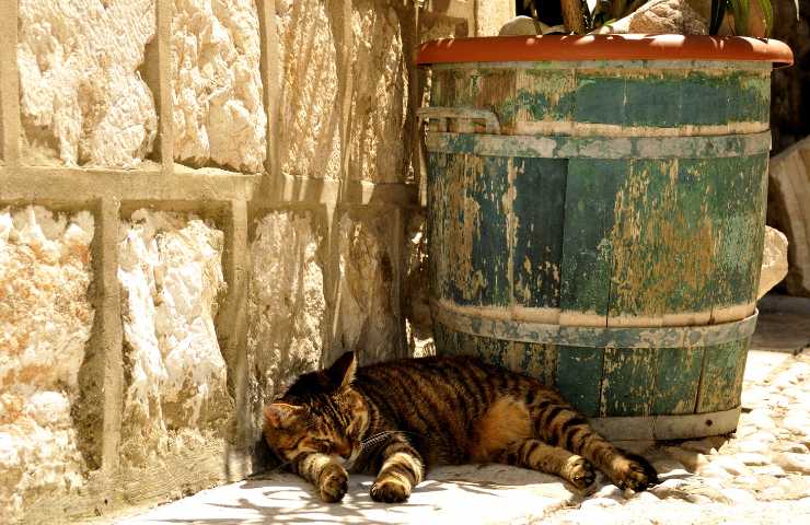 gatto rimedi contro il caldo