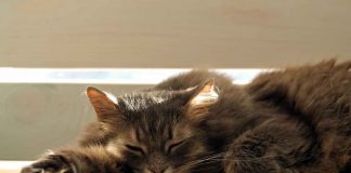 gatto rimedi contro il caldo