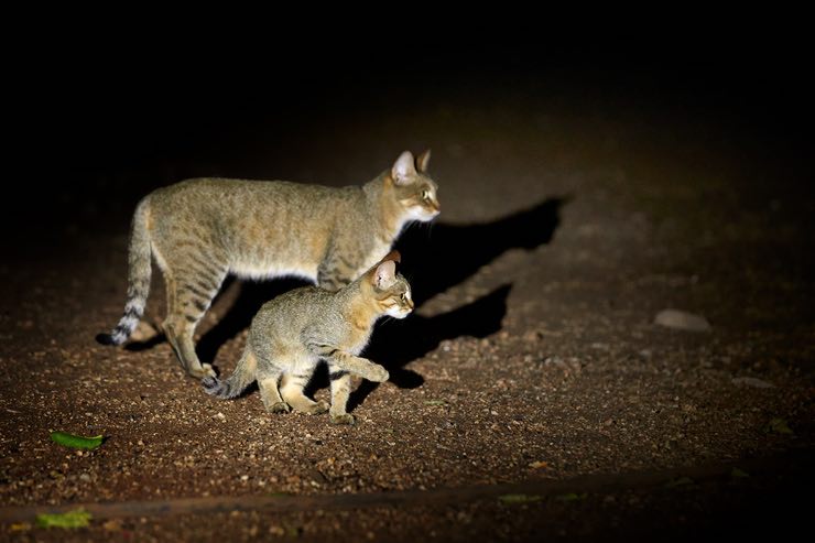 Gatti e oscurità: cosa c’è da sapere