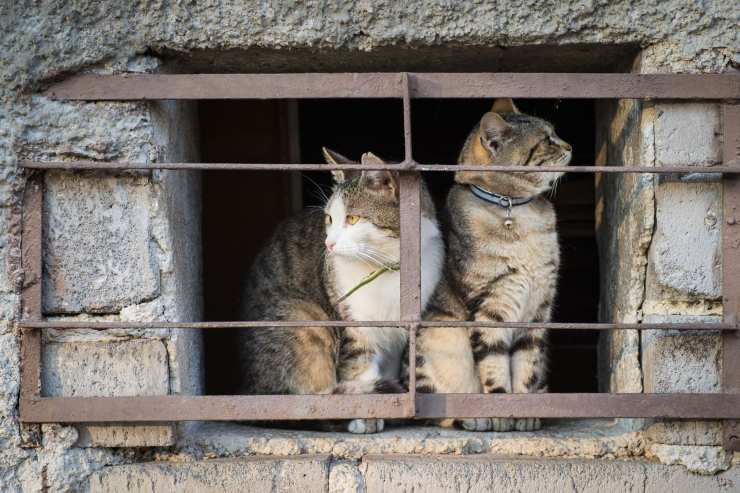 Pet Therapy: in carcere arrivano i gatti