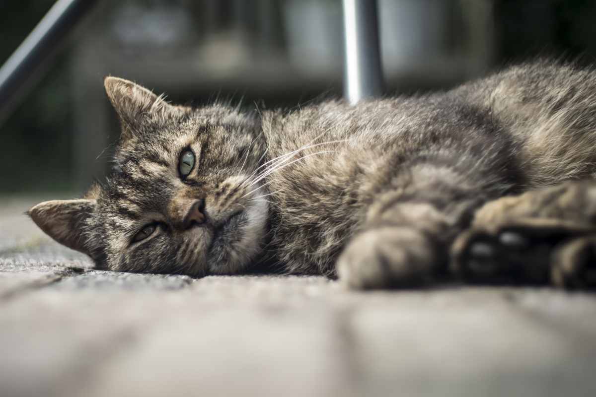 Ansia da separazione gatto come aiutare gli animali