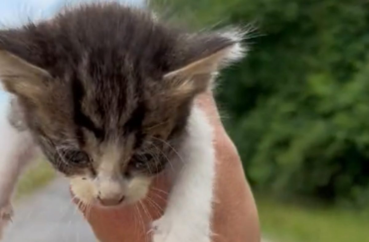 Trova un gatto in strada