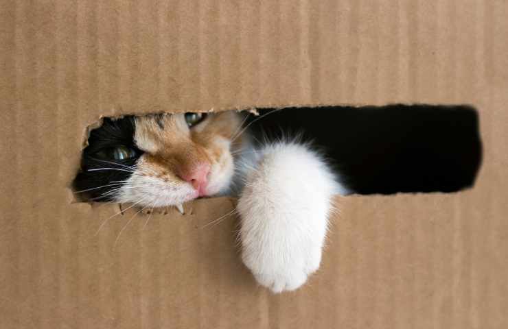 gatti scatole cartone
