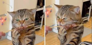 gatto buongustaio video arrosticini