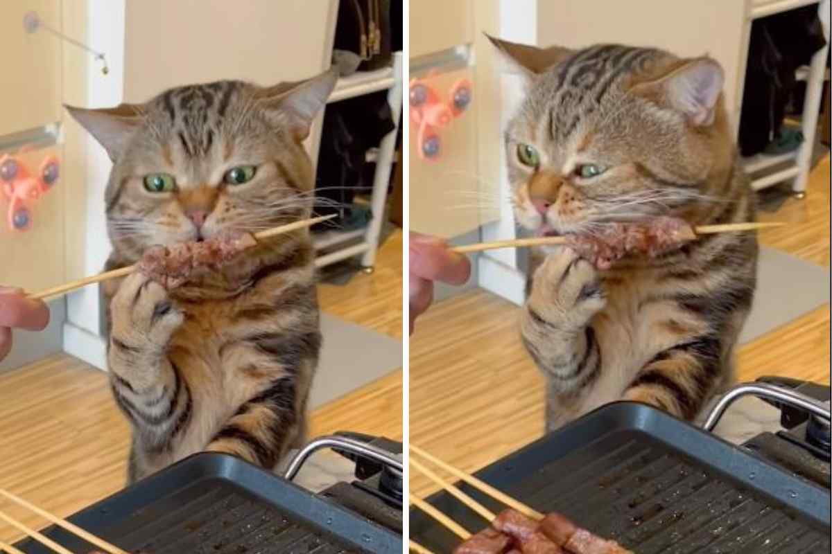 gatto buongustaio video arrosticini