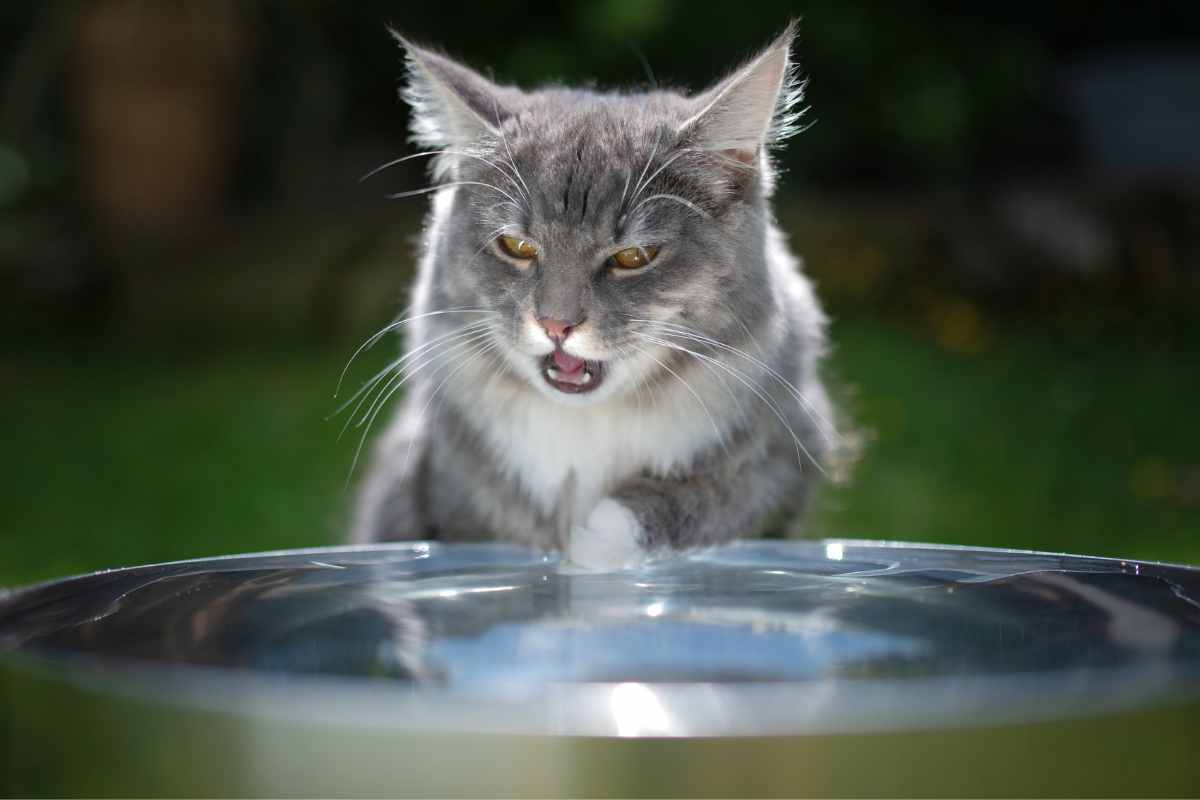 gatti paura dell'acqua motivi soluzioni