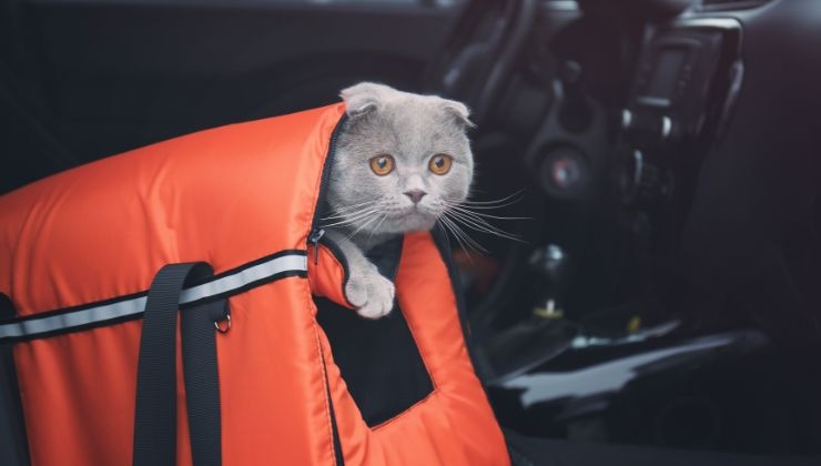 cane e gatto mal d'auto cause soluzioni rimedi