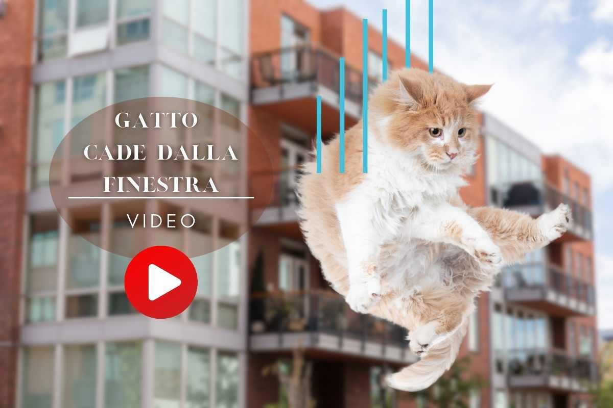 gatto cade si lancia dal terzo piano video