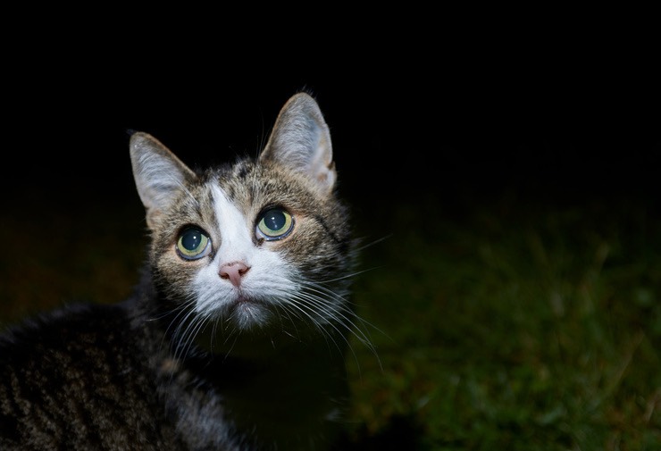 Gatto: perché si comporta in modo strano al buio?