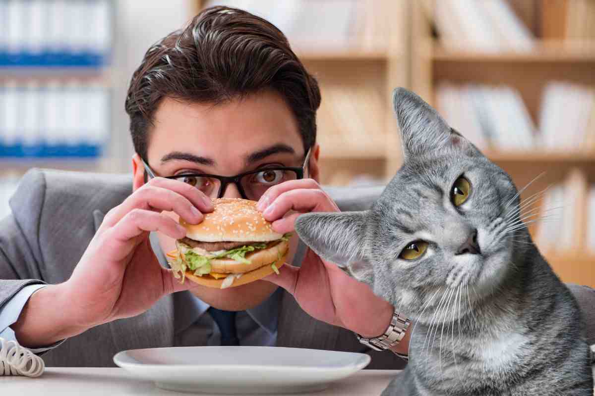 il gatto che ha fame e ruba il cibo al padrone