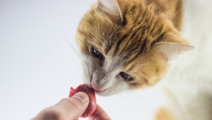 il gatto che ha fame e ruba il cibo al padrone