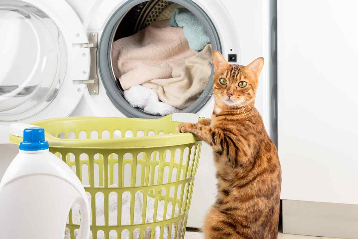Gatto casalingo passione bucato video