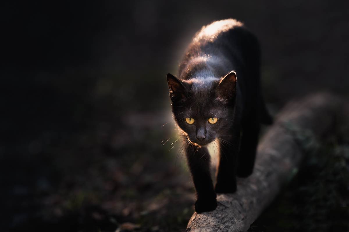 Gatti: hanno paura del buio?
