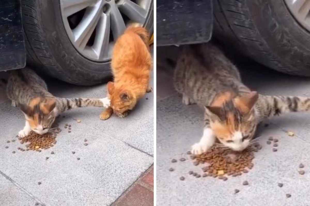 Gatto impedisce all'altro di mangiare
