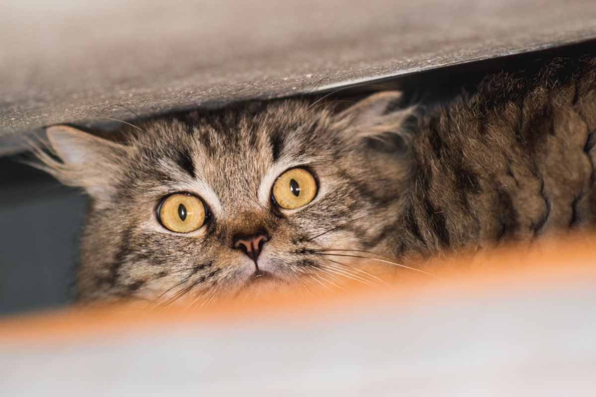 gatto impaurito segnali come aiutarlo