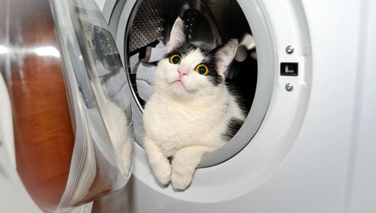 Gatto casalingo passione bucato video