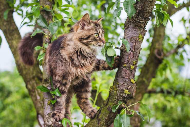 Gatti: perché non riescono più a scendere dagli alberi