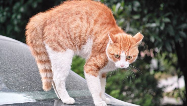 gatto impaurito segnali come aiutarlo