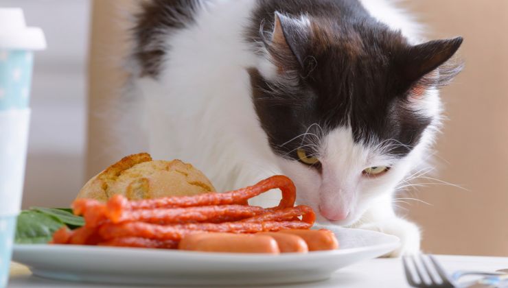 Il gatto ruba il cibo al padrone video