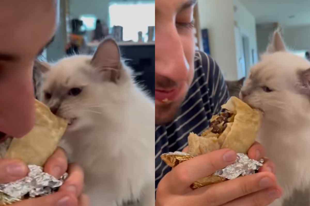 Il gatto ruba il cibo al padrone video