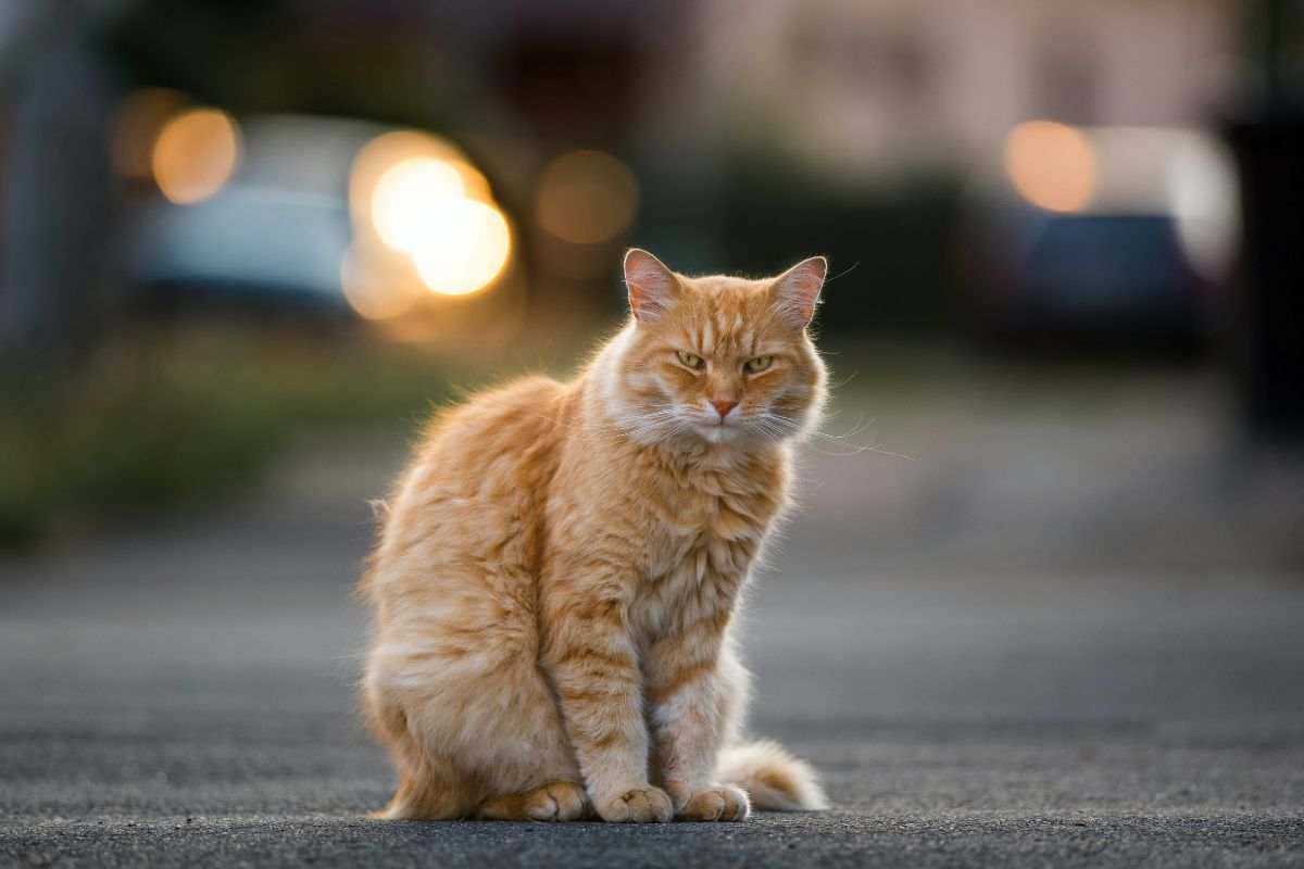 gatto salvato in autostrada