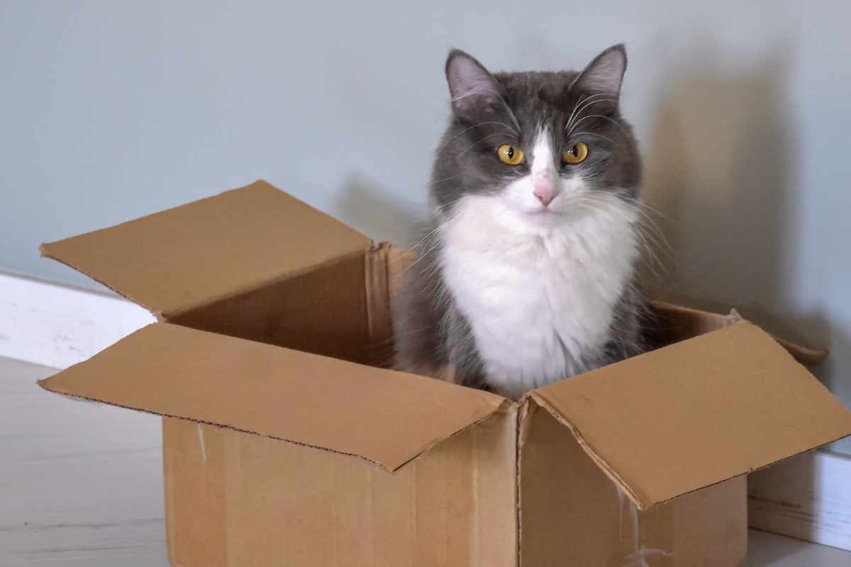 gatti scatole cartone