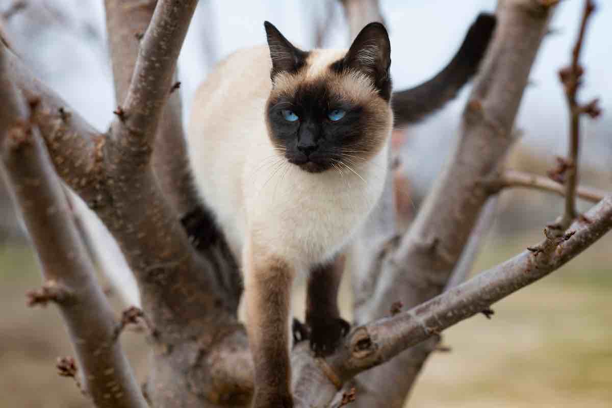 Gatti: come farli scendere dagli alberi