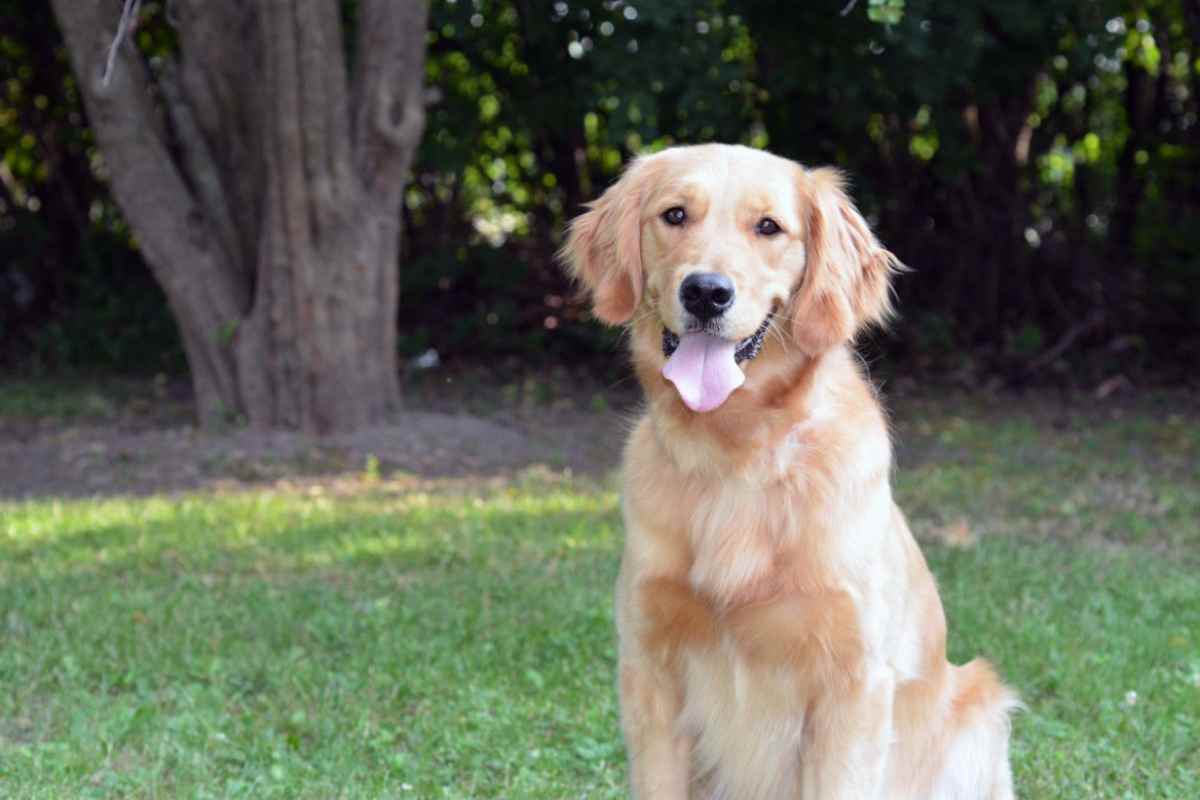 Golden Retriever protettivo