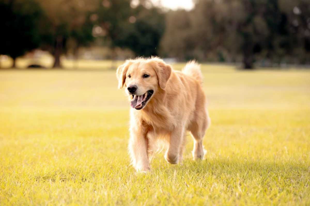 Il gesto del Golden Retriever