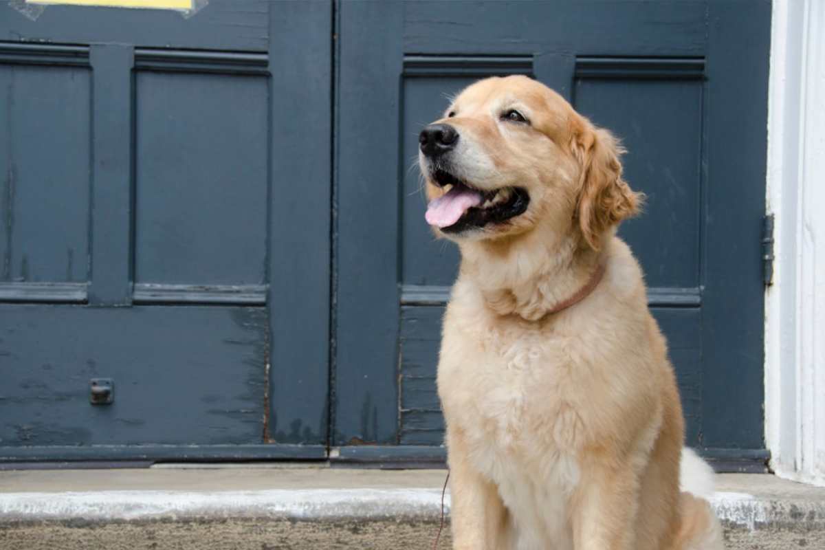 Golden Retriever generosa cane non mangia per il proprio cucciolo