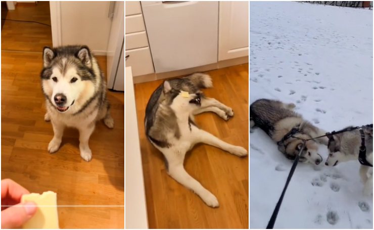 husky video tiktok divertente