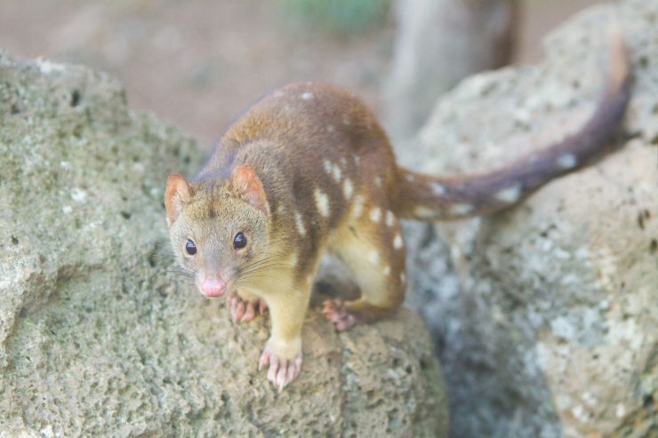 I quoll maschi muoiono prima delle femmine: perché?