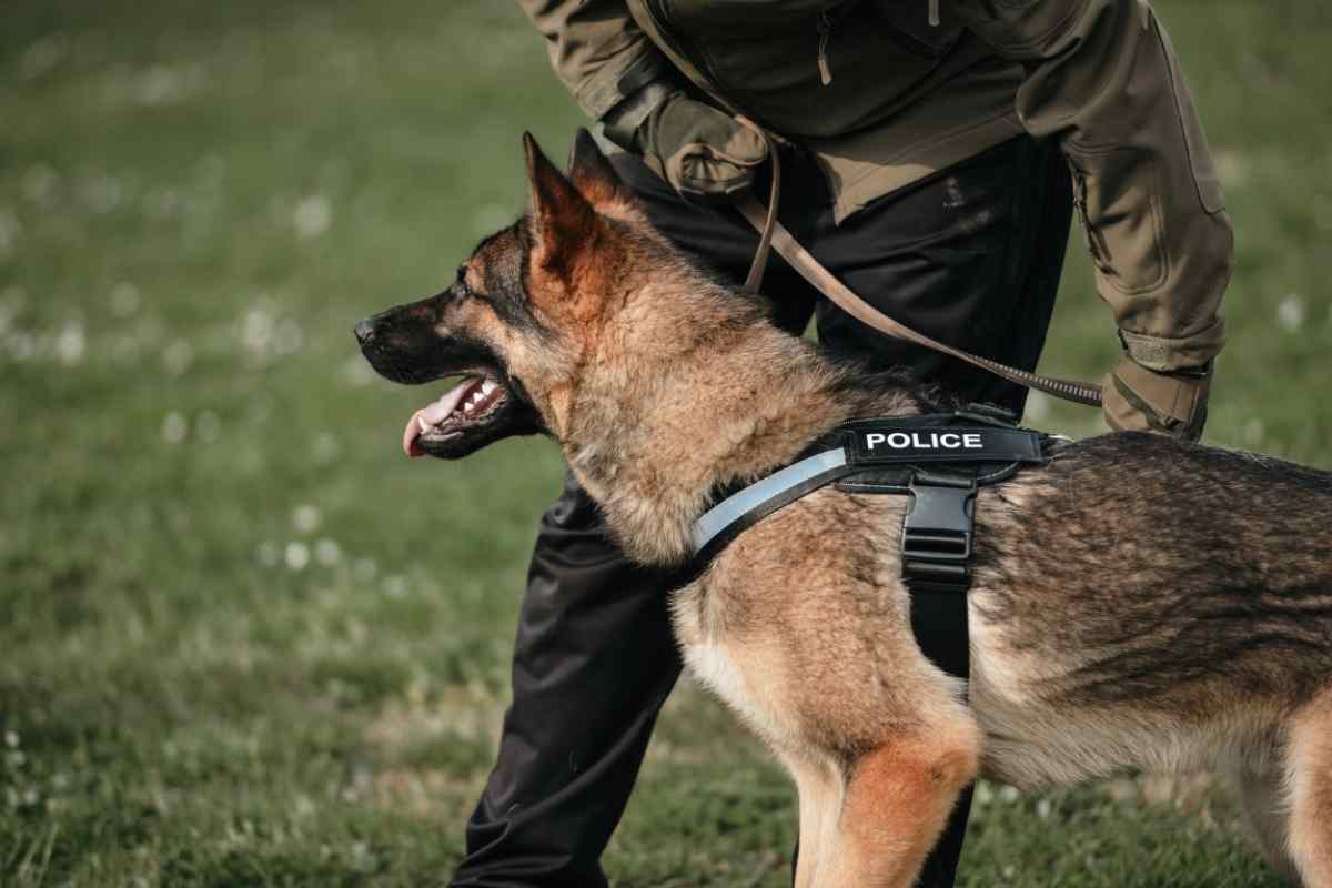 il cane poliziotto come addestrarlo