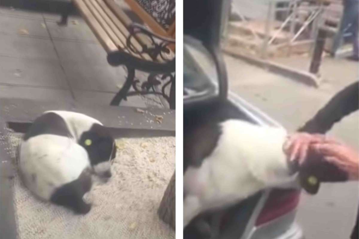 uomo riabbraccia cane dopo tre anni video emozionante