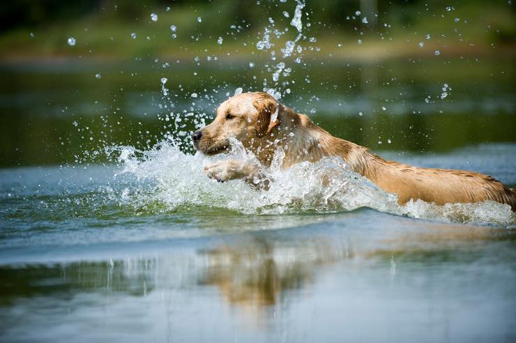Cane: come insegnargli a nuotare