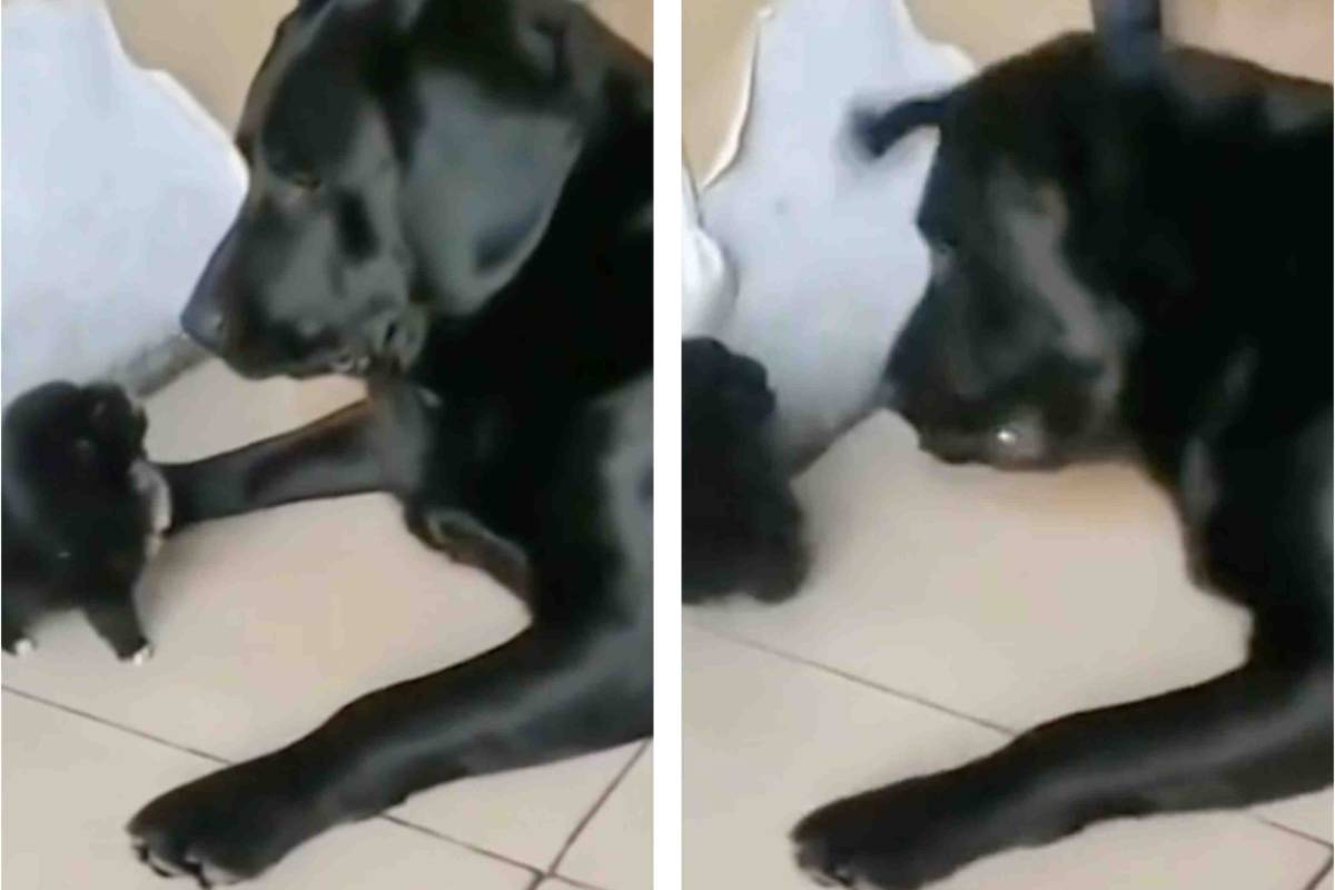 Labrador sgrida il cucciolo