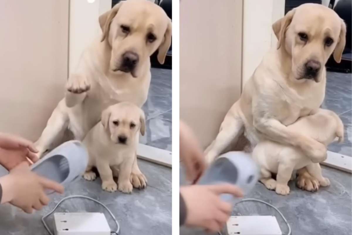 Labrador difende il cucciolo