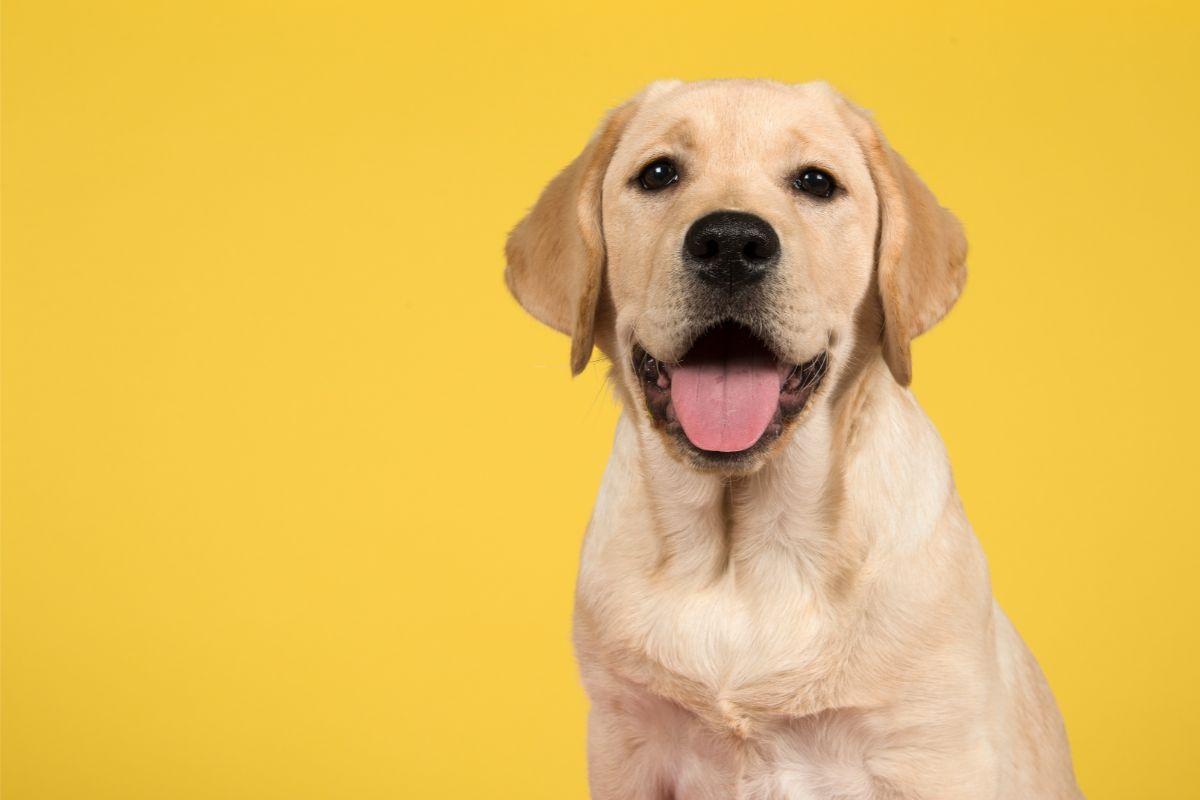 Labrador difende il cucciolo