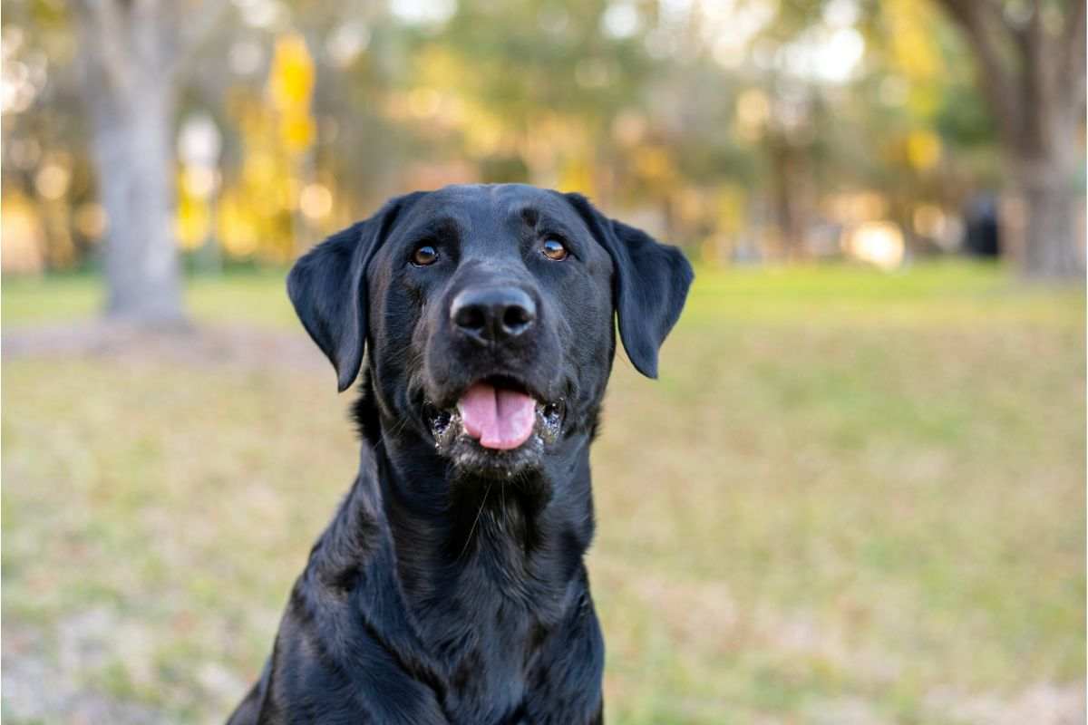 Labrador arrabbiata 