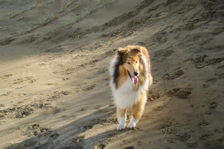 Pal: chi è il cane dietro la vera storia di Lassie