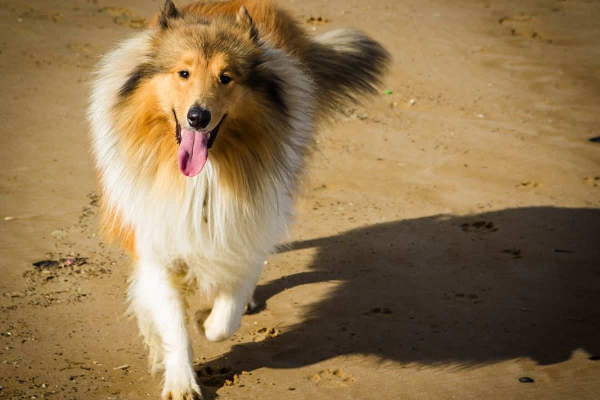 Lassie: la vera storia del cane più amato dalla TV