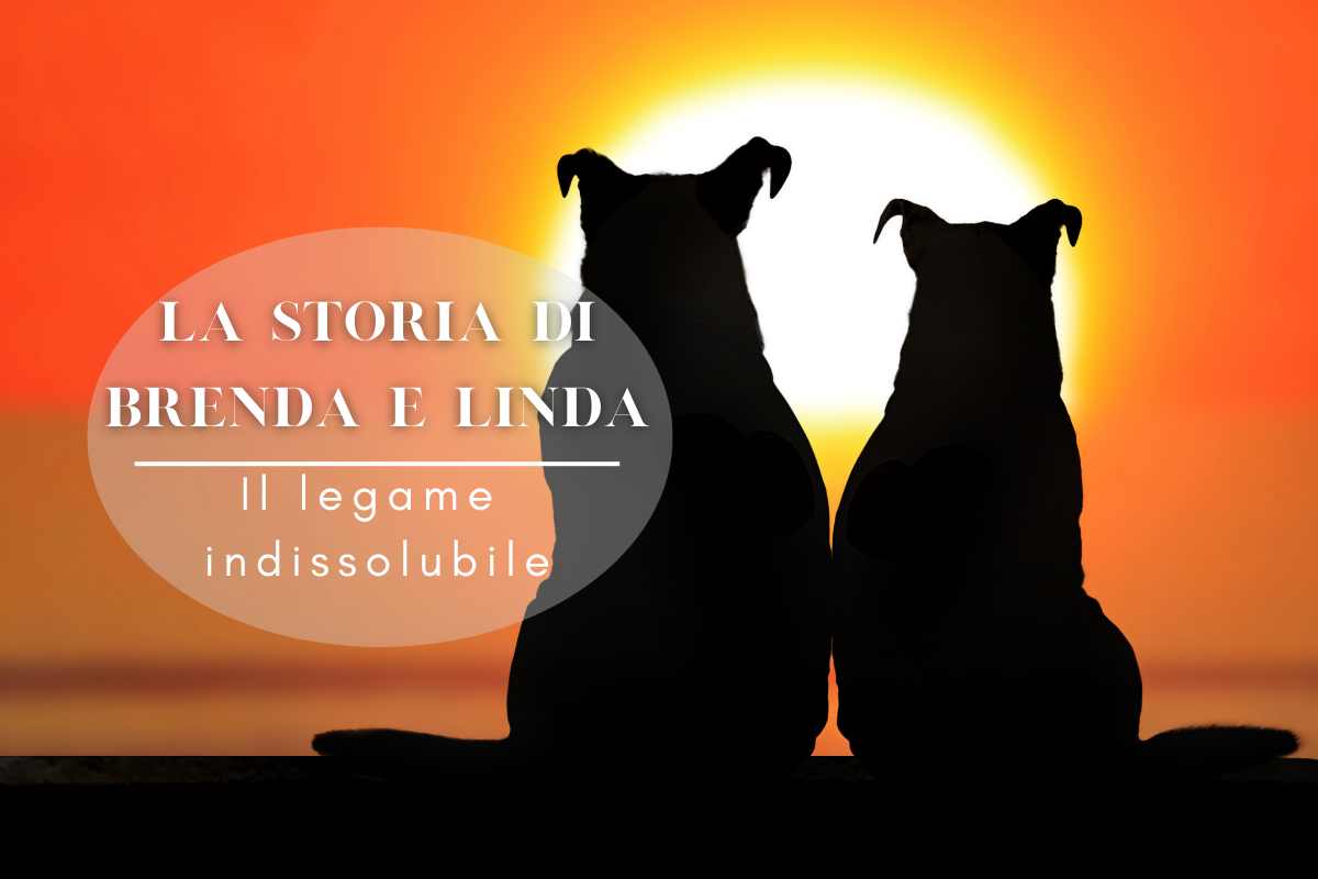 cani inseparabili la storia di brenda e linda