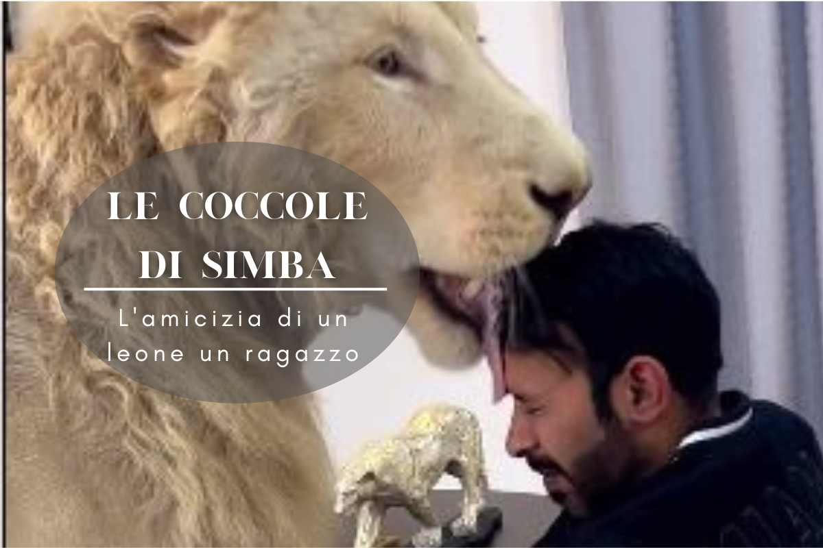 vivere con un leone in casa l'amicizia di simba e un uomo