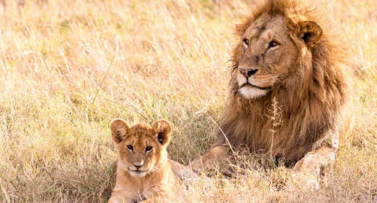 vivere con un leone in casa l'amicizia di simba e un uomo