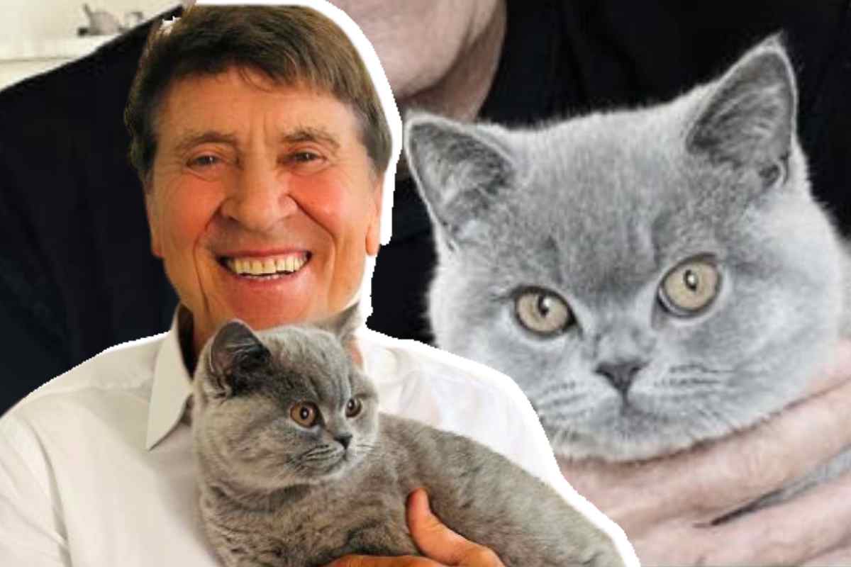 gatto lucio gianni morandi