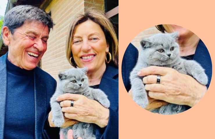 gatto gianni morandi