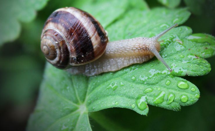 lumaca lista animali pericolosi