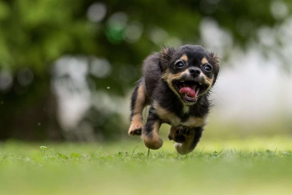 Le malattie letali nel cane